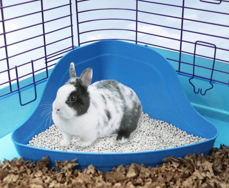 10 Best Rabbit Litter Box in 2023 Review and Guide