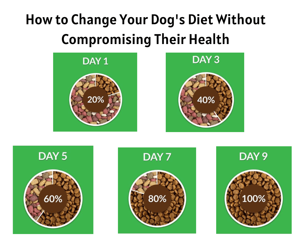 How to Change Your Dog's Diet Without Compromising Their Health
