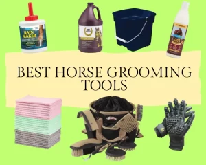 
11-Best-Horse-Grooming-Tools