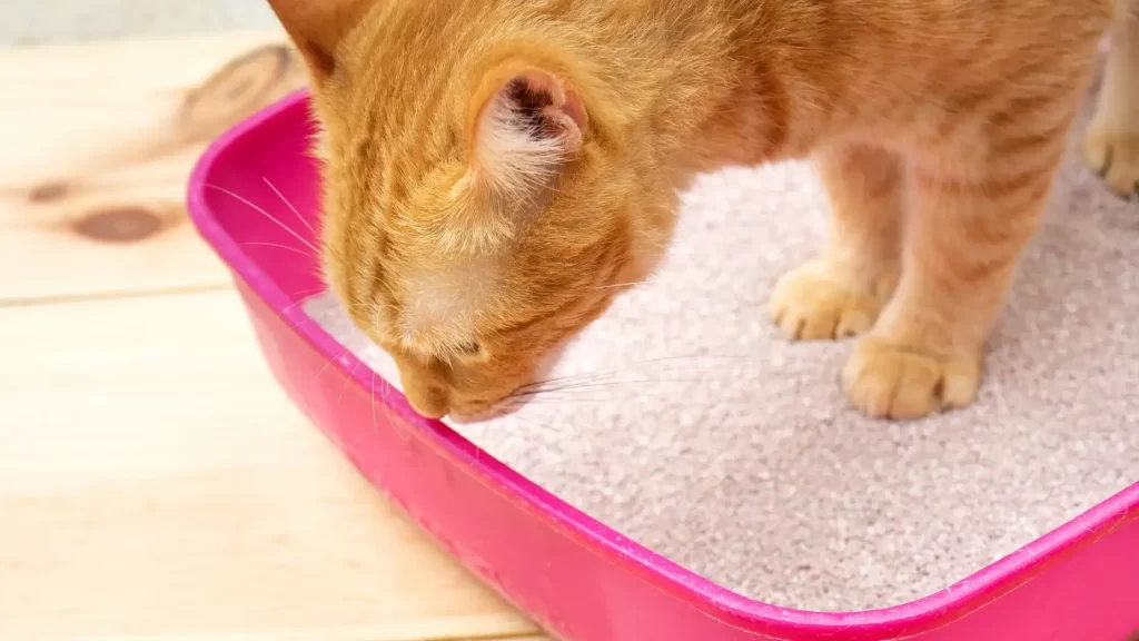 Best Cat litter box for indoor cats
