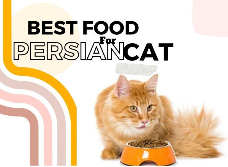 Top 20 Best Cat Food For Persian Cat-2024 (Top Picks & Reviews)