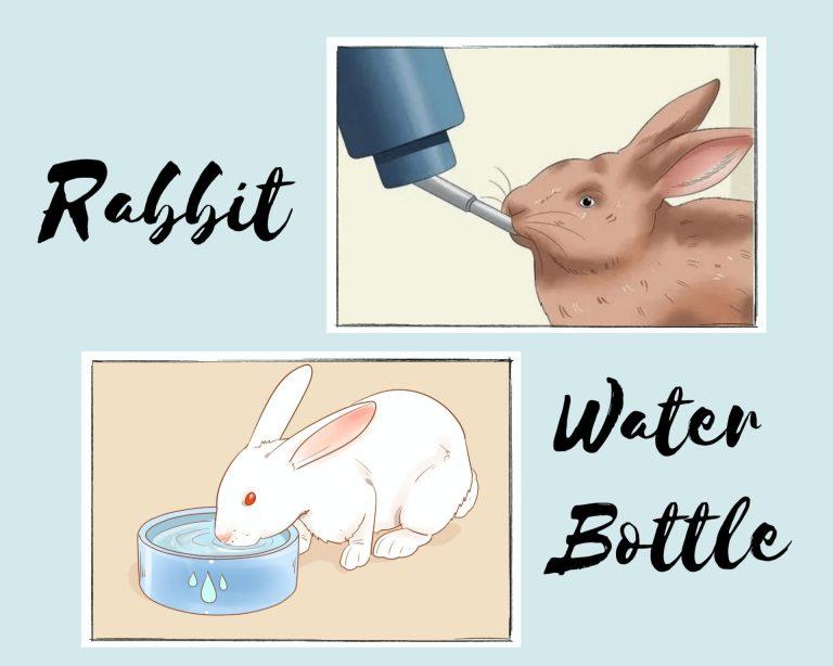 Best Rabbit Water Bottle Guide of 2024
