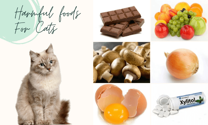 Foods That are Toxic To Persian cats