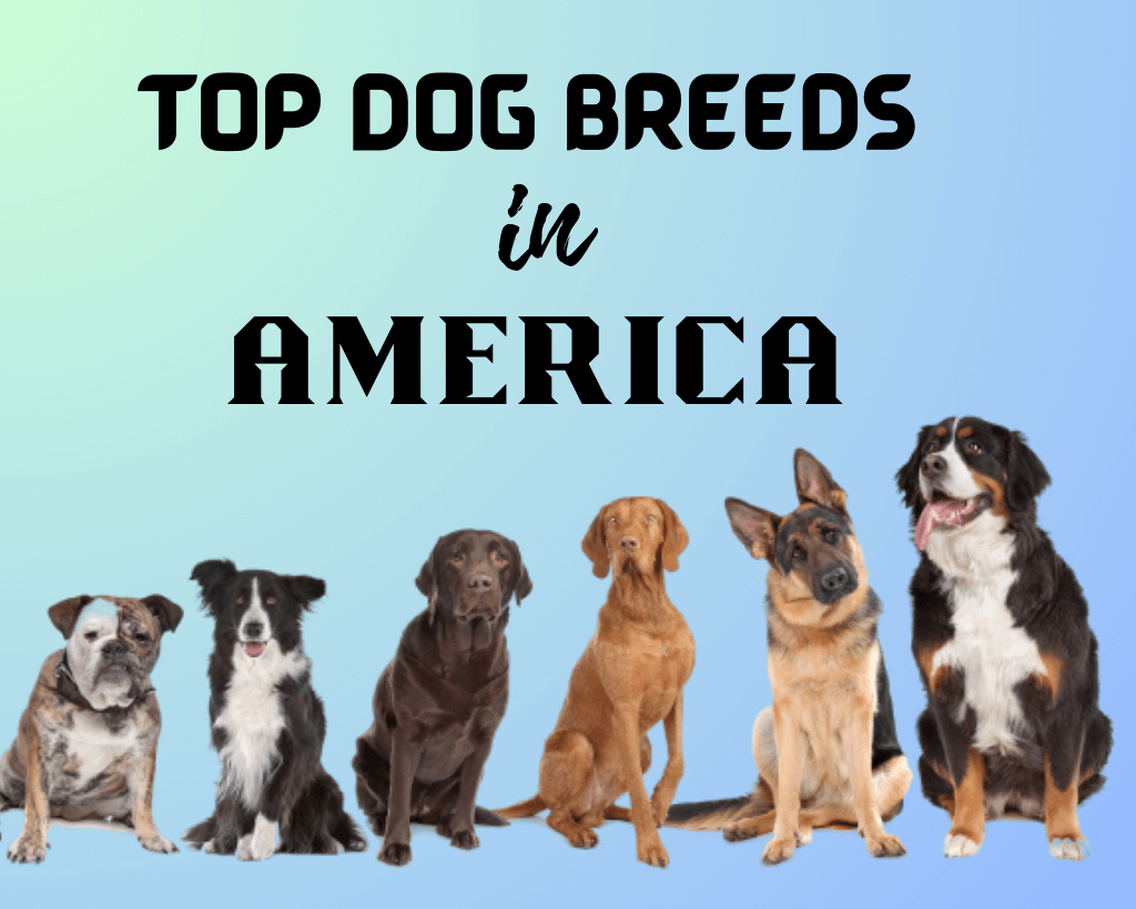 Top Dog Breeds in America