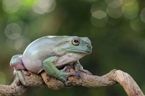 How-To-Take-Care-Of-Whites-Tree-Frog-The-Perfect-Choice-for-Frog-Owners