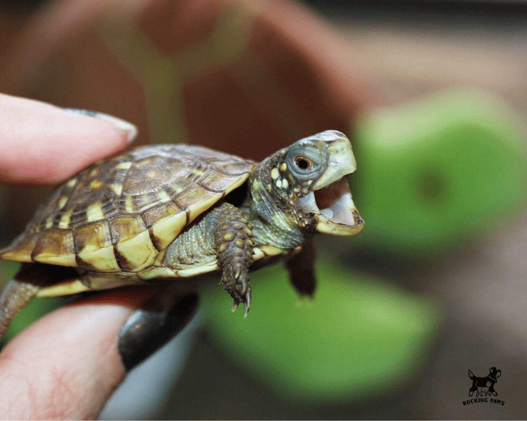 How long do turtle live (Turtle Lifespan and the World's Oldest Living Tortoise)