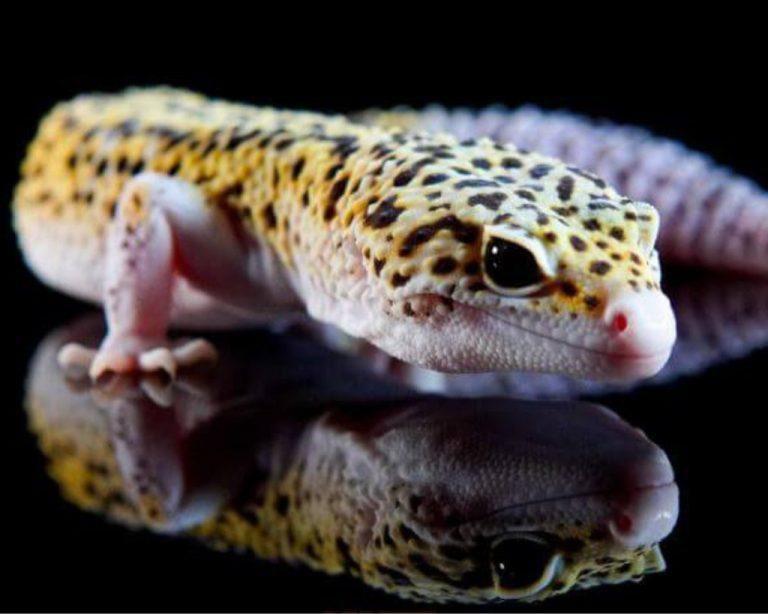 Leopard Gecko: Species Behavior and Health ( Every Owner Need to Know)