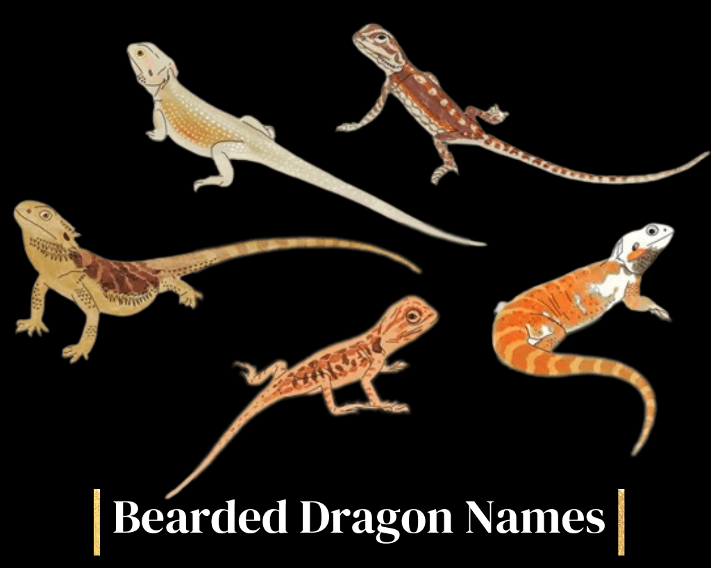 400-Bearded-Dragon-Names-for-Your-Unique-Reptile