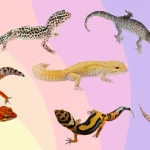 25-Popular-Leopard-Gecko-Morphs-and-Their-Unique-Characteristics