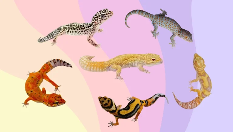 25 Popular Leopard Gecko Morphs and Their Unique Characteristics