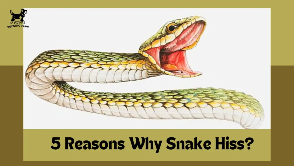 5 Reasons Why Snake Hiss