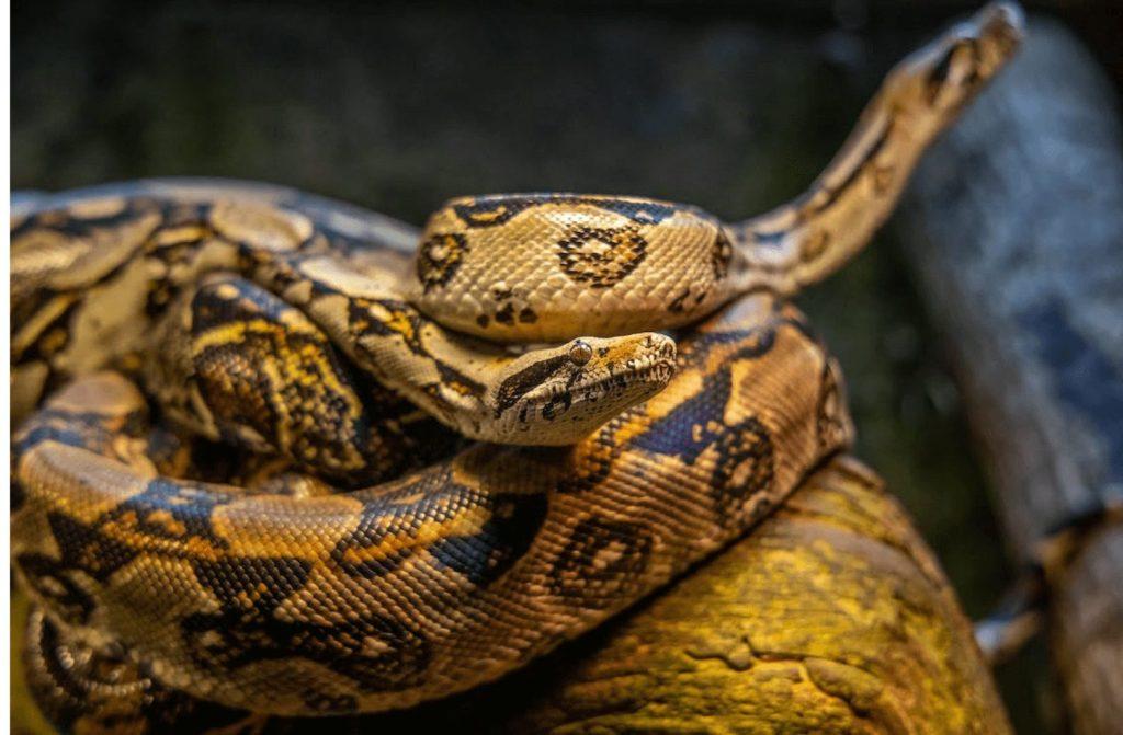 A-Guide-to-Feeding-and-Troubleshooting-for-Your-Ball-Python