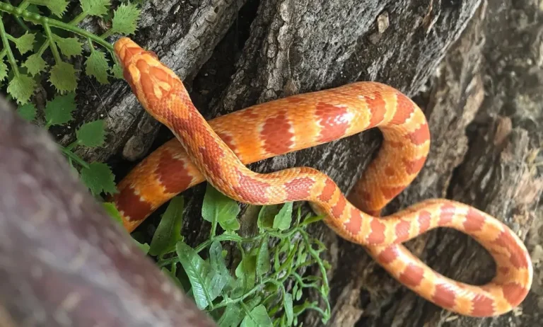 Corn Snake: Specie Profile