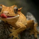 Crested Gecko (Characteristics, Housing, Diet, and Other Information)