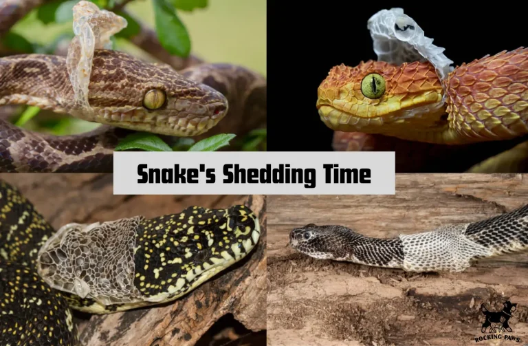 Snakes Shedding Essential Tips for a Smooth Molting