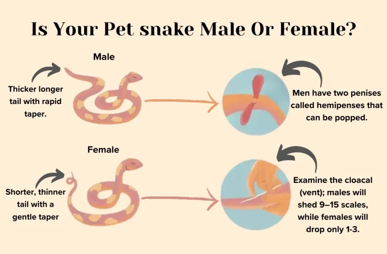 How to Unravel Snake Gender Mystery?